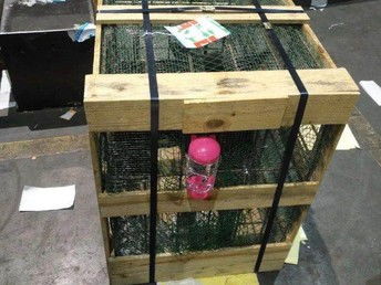 广州越秀宠物托运公司 一站式上门服务与电子宠物新风尚