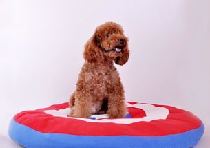 国旗窝垫引领宠物生活新风尚 一站式批发指南