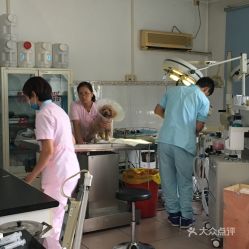 北京宠物电子宠物购买指南 地址、价格与营业时间一览